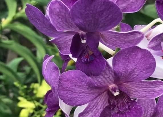 Dendrobium Orchids Types