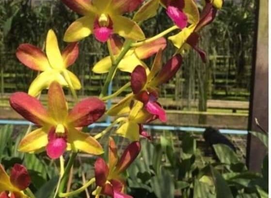 Dendrobium Orchids Types