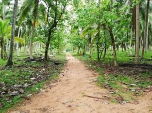 50 ACRES COCONUT LAND FOR SALE CHILAW, SRI LANKA