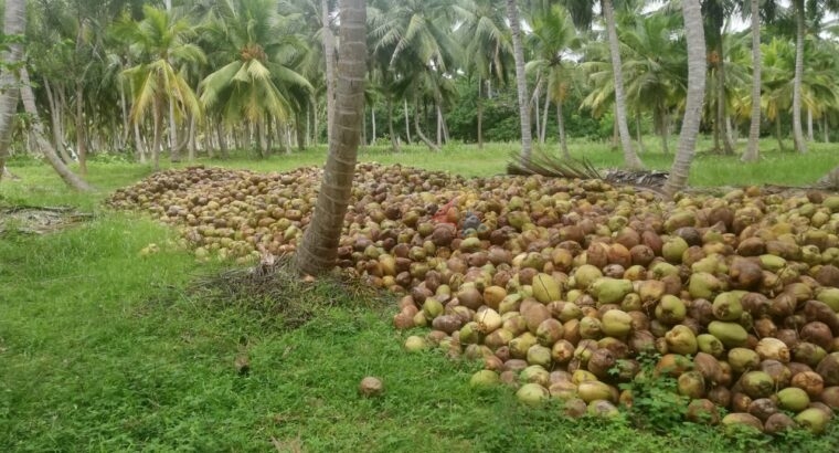 50 ACRES COCONUT LAND FOR SALE CHILAW, SRI LANKA