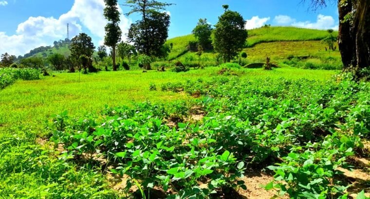 15 Acres Land For Sale – Matale