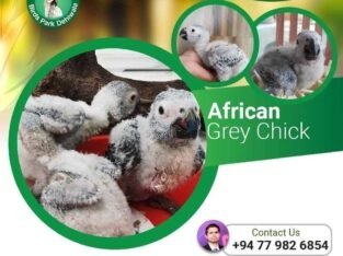 African Grey Chicks