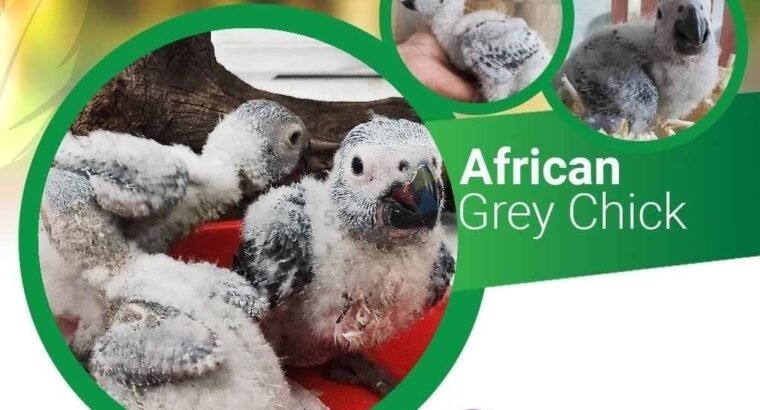 African Grey Chicks