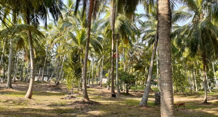 Land for Sale in Katupotha