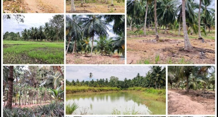 Land For Sale in Boraluwewa