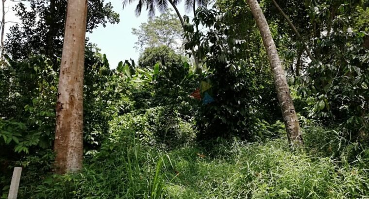 Land For Sale In Naththarampotha