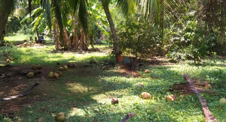 Land For Sale In Pamunugama