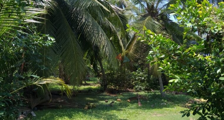 Land For Sale In Pamunugama