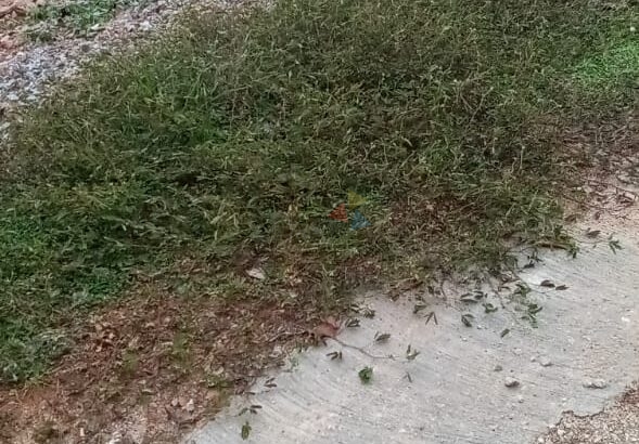 Land For Sale In Athurugiriya