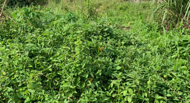 Land For Sale In Kiriwattuduwa