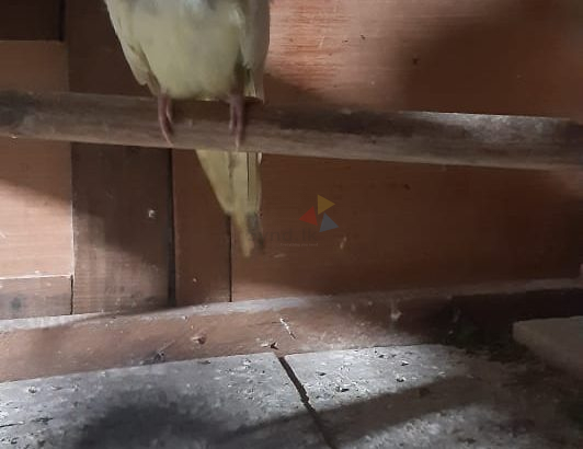 cockatiel