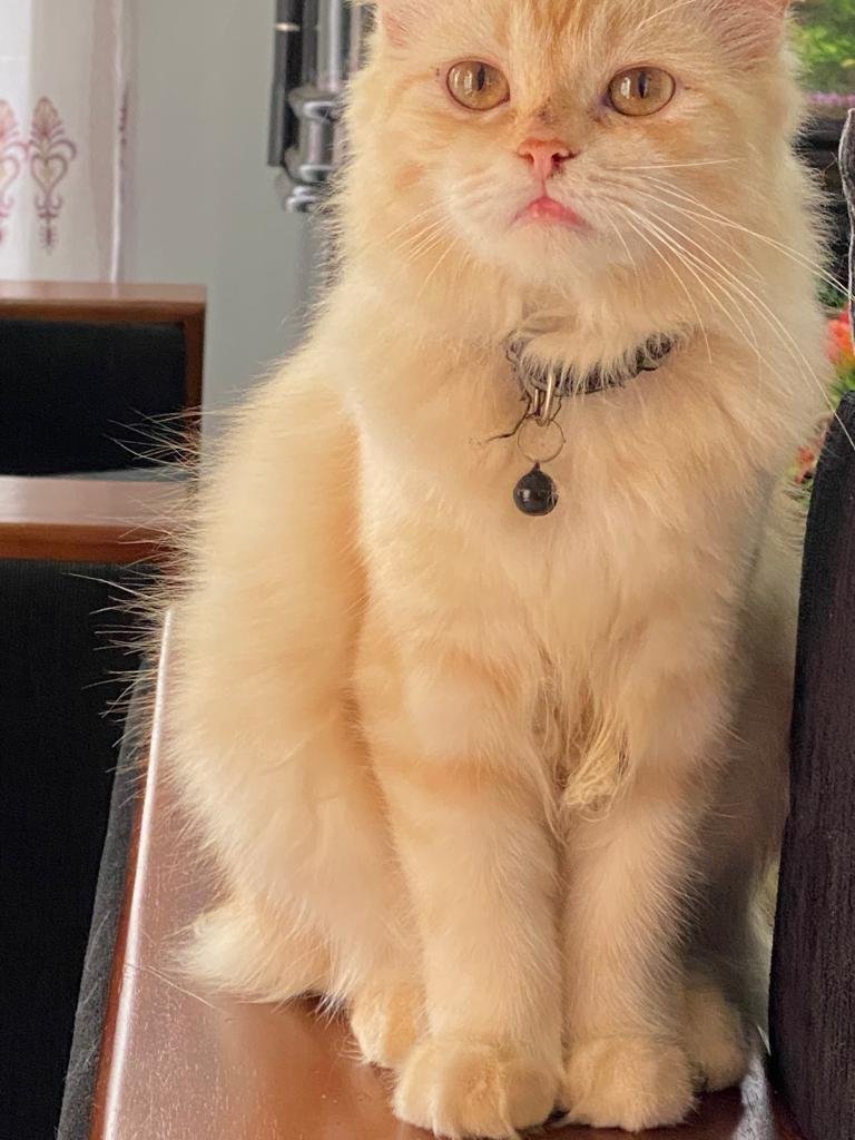 Persian Cat