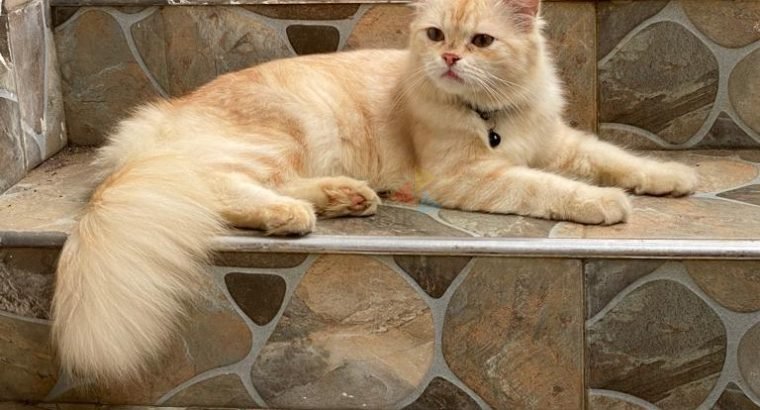 Persian Cat