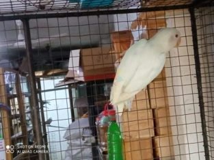 Albino African Lovebird