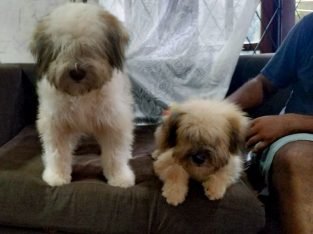 2 Tibetan Terriers