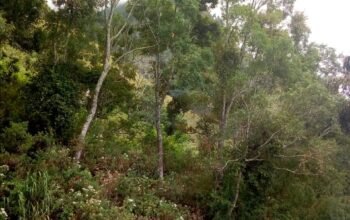 Land for Sale in Badulla