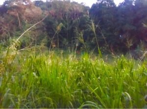 Land For Sale In Mawanella