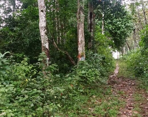 Land for Sale in – Horana