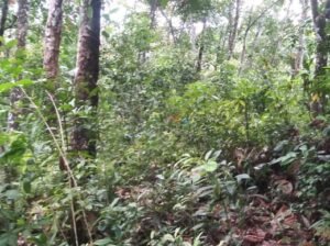 Land for Sale in – Horana