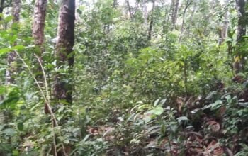 Land for Sale in – Horana