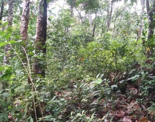 Land for Sale in – Horana