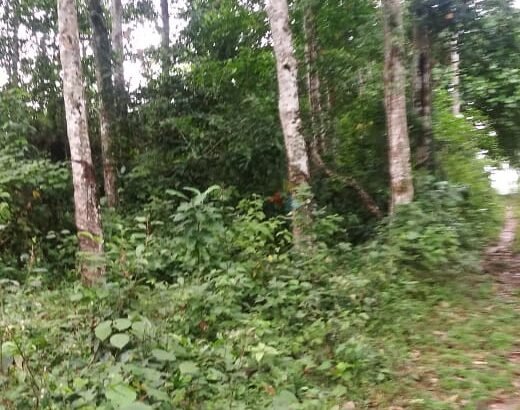 Land for Sale in – Horana