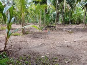 අගනා පොල් ඉඩම  Valuable coconut land Tissamaharama Yodha Kandiya