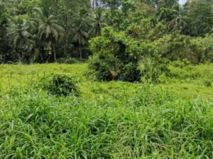 Commercial Land for Sale in Kalawana