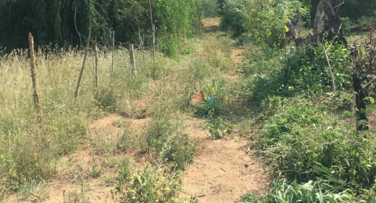 Land for Sale in Ambalantota