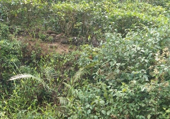 Valuable Land For Sale Deraniyagala