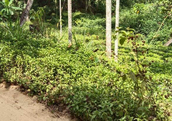 Valuable Land For Sale Deraniyagala