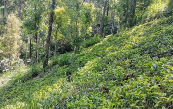 Land For Sale In Ginigathhena
