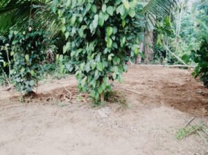 Land For Sale In Monaragala Town