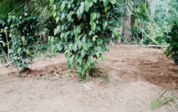 Land For Sale In Monaragala Town