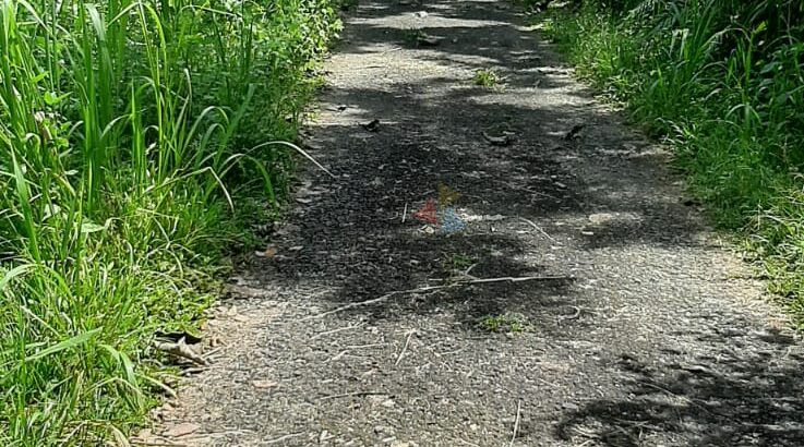 Land For Sale In Ginigathena