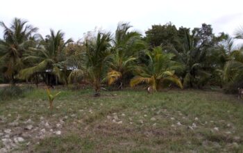 Land For Sale In Madurankuliya