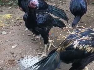 3 Rooster 1 Hen