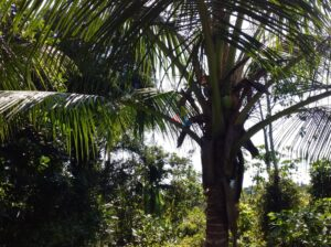 Land For Sale In Horana