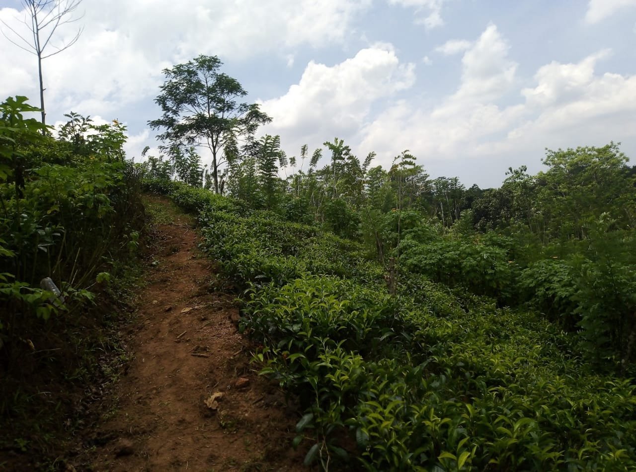 Tea Land for Sale in Galle
