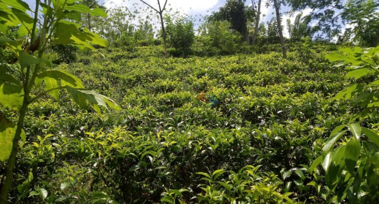 Tea Land for Sale in Galle