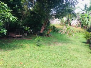 8p Land For Sale Himbutana Bat
