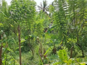 Land For Sale In Kurunegala