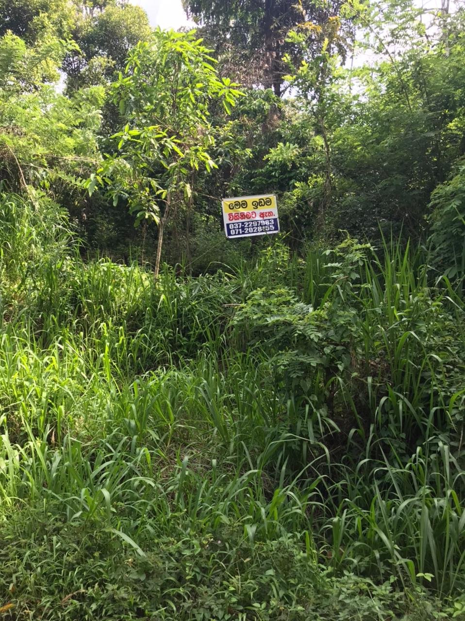 Land For Sale In Panwila