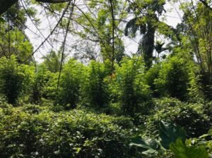 Land For Sale In Matugama