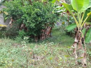 Land For Sale In Ratmalana
