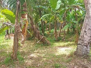 Land For Sale In Wennappuwa