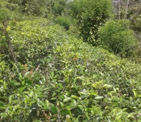 Land For Sale In Akurana