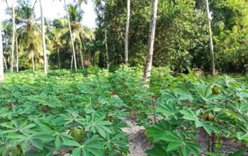 Land For Lease In Minuwangoda