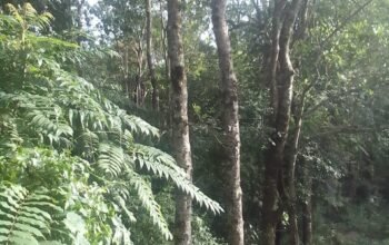 Land For Sale In Badulla