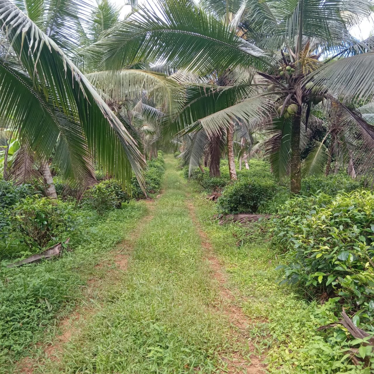 Land For Sale In Matugama